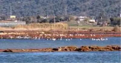 Flamingolar Bodrum'a çok erken geldi Flamingolar Bodrum'a çok erken geldi