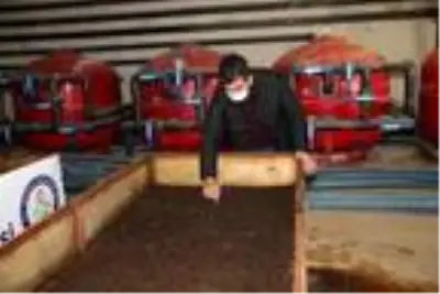 Günde 1 saat çalışarak ayda 3 ton solucan gübresi üretiyor Günde 1 saat çalışarak ayda 3 ton solucan gübresi üretiyor