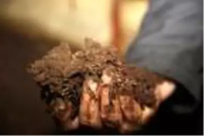 Günde 1 saat çalışarak ayda 3 ton solucan gübresi üretiyor Günde 1 saat çalışarak ayda 3 ton solucan gübresi üretiyor