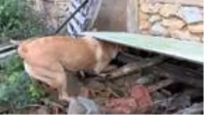(Havadan görüntülerle) YETENEKLİ SOKAK KÖPEKLERİNİ ZOR GÖREVLER İÇİN EĞİTİYOR (Havadan görüntülerle) YETENEKLİ SOKAK KÖPEKLERİNİ ZOR GÖREVLER İÇİN EĞİTİYOR