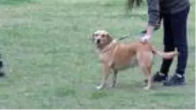 (Havadan görüntülerle) YETENEKLİ SOKAK KÖPEKLERİNİ ZOR GÖREVLER İÇİN EĞİTİYOR (Havadan görüntülerle) YETENEKLİ SOKAK KÖPEKLERİNİ ZOR GÖREVLER İÇİN EĞİTİYOR
