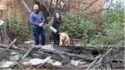 (Havadan görüntülerle) YETENEKLİ SOKAK KÖPEKLERİNİ ZOR GÖREVLER İÇİN EĞİTİYOR (Havadan görüntülerle) YETENEKLİ SOKAK KÖPEKLERİNİ ZOR GÖREVLER İÇİN EĞİTİYOR