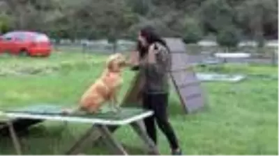 (Havadan görüntülerle) YETENEKLİ SOKAK KÖPEKLERİNİ ZOR GÖREVLER İÇİN EĞİTİYOR (Havadan görüntülerle) YETENEKLİ SOKAK KÖPEKLERİNİ ZOR GÖREVLER İÇİN EĞİTİYOR