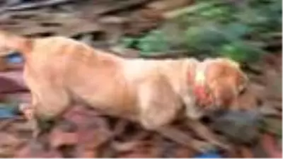 (Havadan görüntülerle) YETENEKLİ SOKAK KÖPEKLERİNİ ZOR GÖREVLER İÇİN EĞİTİYOR (Havadan görüntülerle) YETENEKLİ SOKAK KÖPEKLERİNİ ZOR GÖREVLER İÇİN EĞİTİYOR