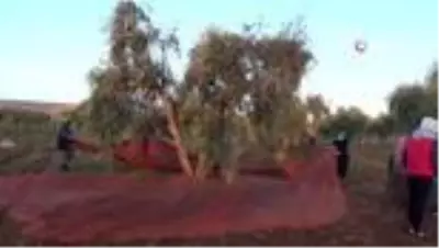Kısıtlamadan muaf olan zeytin üreticileri hasat yaptı Kısıtlamadan muaf olan zeytin üreticileri hasat yaptı