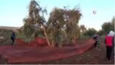 Kısıtlamadan muaf olan zeytin üreticileri hasat yaptı Kısıtlamadan muaf olan zeytin üreticileri hasat yaptı
