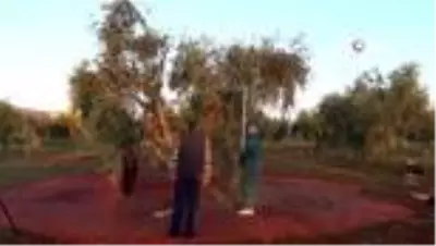 Kısıtlamadan muaf olan zeytin üreticileri hasat yaptı Kısıtlamadan muaf olan zeytin üreticileri hasat yaptı