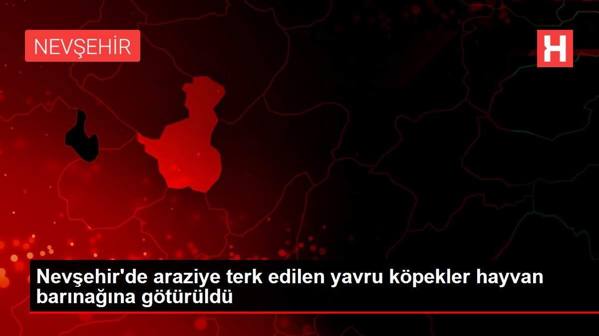 Nevşehir'de araziye terk edilen yavru köpekler hayvan barınağına götürüldü