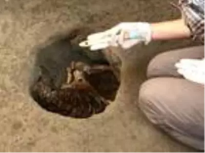 Pompeii'deki kazıda efendi ve kölesinin 'neredeyse mükemmel' korunmuş kalıntıları bulundu Pompeii'deki kazıda efendi ve kölesinin 'neredeyse mükemmel' korunmuş kalıntıları bulundu