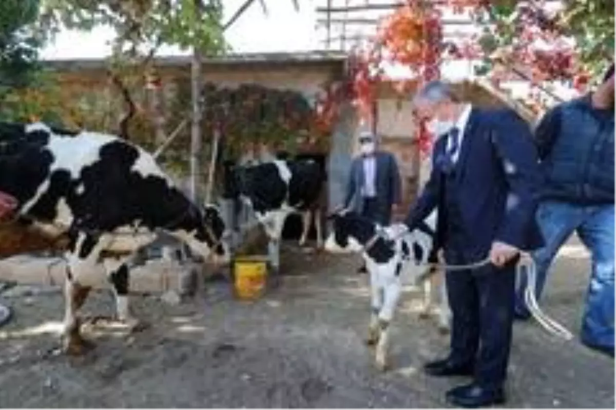 Şahinbey'de hayvan yetiştiricilerine destek sürecek