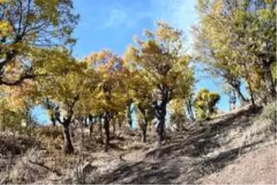 Şırnak'ta arıcılar için bal ormanlarına yol yapılıyor Şırnak'ta arıcılar için bal ormanlarına yol yapılıyor