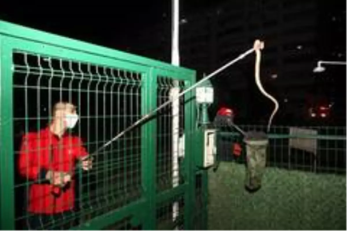 Siteye giren yılan itfaiye ekiplerince yakalandı