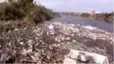 Söke Sarıkemer'deki tarihi taşköprü için doğa severler kampanya başlattı