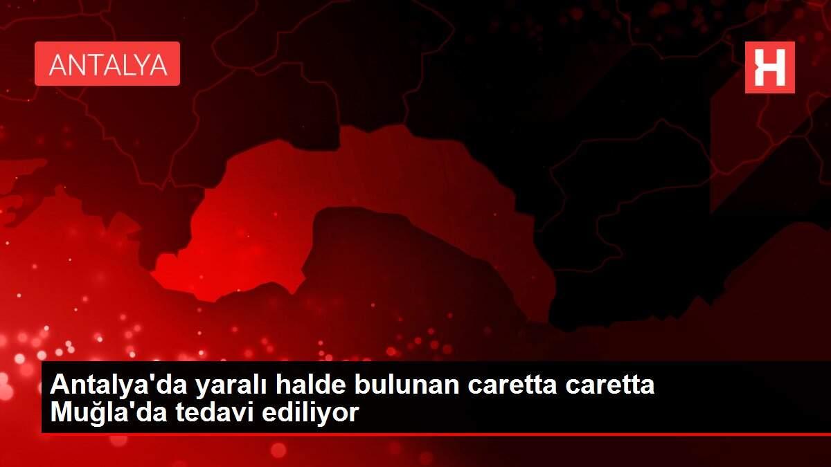 Antalya'da yaralı halde bulunan caretta caretta Muğla'da tedavi ediliyor
