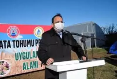 Bafra'da yerli atalık tohum toprakla buluştu Bafra'da yerli atalık tohum toprakla buluştu