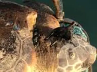 Başından zıpkınla vurulan caretta carettaya tedavi Başından zıpkınla vurulan caretta carettaya tedavi