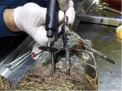 Başından zıpkınla vurulan caretta carettaya tedavi Başından zıpkınla vurulan caretta carettaya tedavi