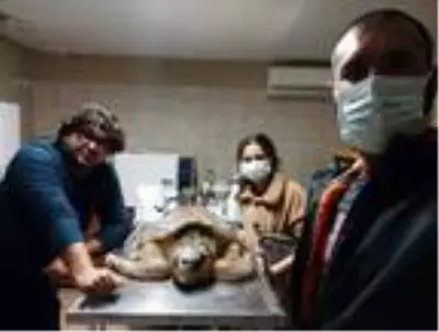 Başından zıpkınla vurulan caretta carettaya tedavi Başından zıpkınla vurulan caretta carettaya tedavi