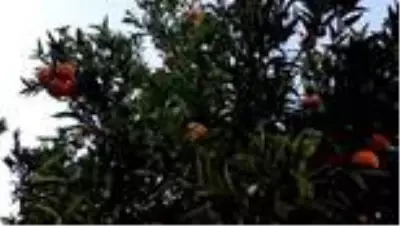 Bodrum mandalinasının kokusu ABD'ye taşındı Bodrum mandalinasının kokusu ABD'ye taşındı