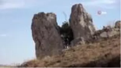 Çatlayan kaya arasında ağaç büyüdü Çatlayan kaya arasında ağaç büyüdü
