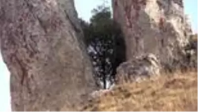 Çatlayan kaya arasında ağaç büyüdü Çatlayan kaya arasında ağaç büyüdü