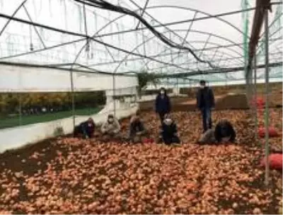 Çiftçilere bin 700 kilogram Macar fiği tohumu dağıldı. Çiftçilere bin 700 kilogram Macar fiği tohumu dağıldı.