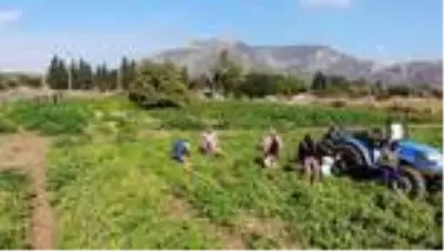 Datça'nın 'güz domatesi' verimiyle üreticisini sevindirdi Datça'nın 'güz domatesi' verimiyle üreticisini sevindirdi