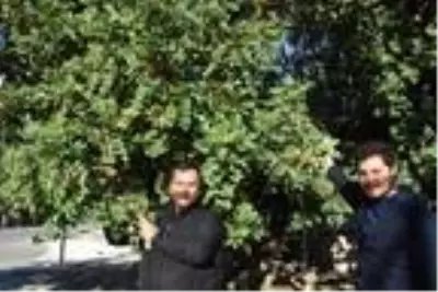 Demre'de ağaçlar şaşırdı, sonbaharda çiçek açtı Demre'de ağaçlar şaşırdı, sonbaharda çiçek açtı