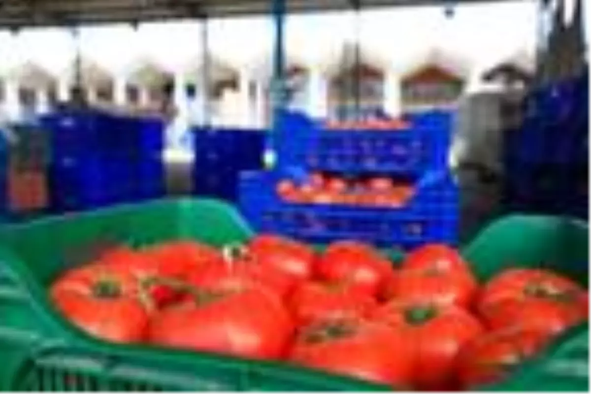 Domateste Rusya kotası doluyor