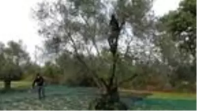 Edremit Körfezi'nde zeytin hasadı 10 bin kişiye iş kapısı oldu Edremit Körfezi'nde zeytin hasadı 10 bin kişiye iş kapısı oldu