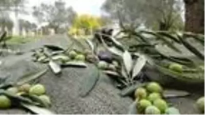 Edremit Körfezi'nde zeytin hasadı 10 bin kişiye iş kapısı oldu Edremit Körfezi'nde zeytin hasadı 10 bin kişiye iş kapısı oldu
