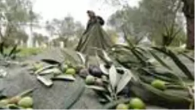 Edremit Körfezi'nde zeytin hasadı 10 bin kişiye iş kapısı oldu Edremit Körfezi'nde zeytin hasadı 10 bin kişiye iş kapısı oldu