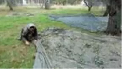 Edremit Körfezi'nde zeytin hasadı 10 bin kişiye iş kapısı oldu Edremit Körfezi'nde zeytin hasadı 10 bin kişiye iş kapısı oldu