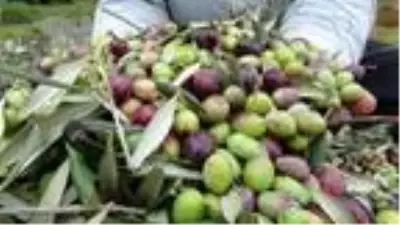 Edremit Körfezi'nde zeytin hasadı 10 bin kişiye iş kapısı oldu Edremit Körfezi'nde zeytin hasadı 10 bin kişiye iş kapısı oldu