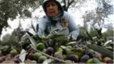Edremit Körfezi'nde zeytin hasadı 10 bin kişiye iş kapısı oldu Edremit Körfezi'nde zeytin hasadı 10 bin kişiye iş kapısı oldu