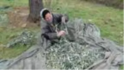 Edremit Körfezi'nde zeytin hasadı 10 bin kişiye iş kapısı oldu Edremit Körfezi'nde zeytin hasadı 10 bin kişiye iş kapısı oldu