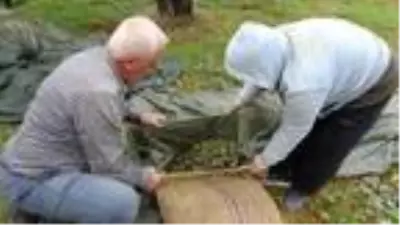 Edremit Körfezi'nde zeytin hasadı 10 bin kişiye iş kapısı oldu Edremit Körfezi'nde zeytin hasadı 10 bin kişiye iş kapısı oldu
