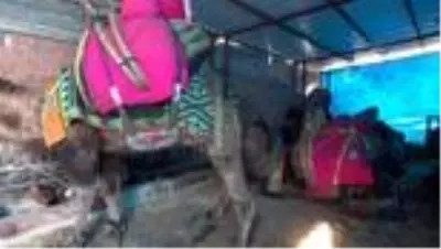 Germencik'te 'deve havutlama' geleneği devam ediyor Germencik'te 'deve havutlama' geleneği devam ediyor