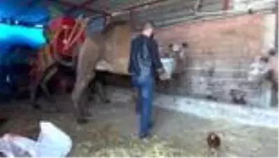Germencik'te 'deve havutlama' geleneği devam ediyor Germencik'te 'deve havutlama' geleneği devam ediyor