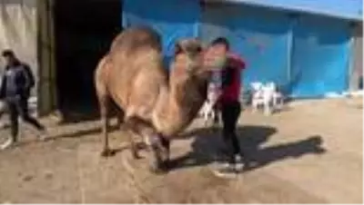 Germencik'te 'deve havutlama' geleneği devam ediyor Germencik'te 'deve havutlama' geleneği devam ediyor