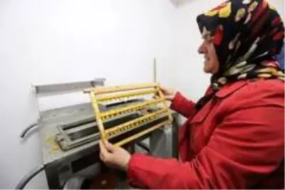 Ordu'da arı sütü kadın üreticilere 800 bin lira kazandırdı Ordu'da arı sütü kadın üreticilere 800 bin lira kazandırdı
