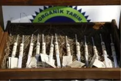 Ordu'da arı sütü kadın üreticilere 800 bin lira kazandırdı Ordu'da arı sütü kadın üreticilere 800 bin lira kazandırdı