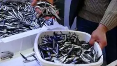 Karadeniz hamsisine yoğun ilgi Karadeniz hamsisine yoğun ilgi