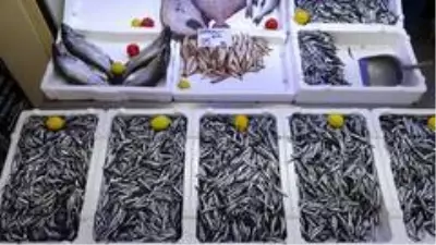 Karadeniz hamsisine yoğun ilgi Karadeniz hamsisine yoğun ilgi