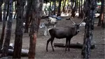 Koronalı günlerin stresini safari ile atıyorlar Koronalı günlerin stresini safari ile atıyorlar
