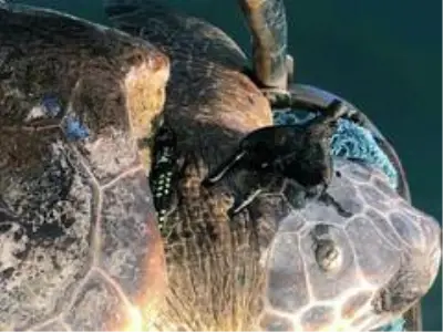 Koruma altındaki kaplumbağaya zıpkınlı vahşet Koruma altındaki kaplumbağaya zıpkınlı vahşet