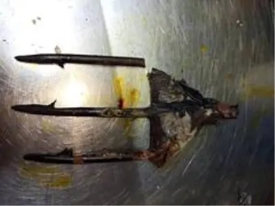 Koruma altındaki kaplumbağaya zıpkınlı vahşet Koruma altındaki kaplumbağaya zıpkınlı vahşet