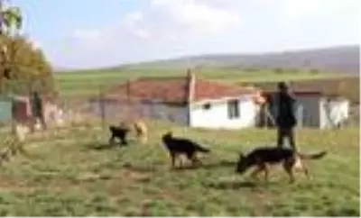 Köye yerleşerek, 'köpek oteli' kurdular Köye yerleşerek, 'köpek oteli' kurdular