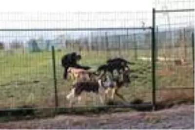 Köye yerleşerek, 'köpek oteli' kurdular Köye yerleşerek, 'köpek oteli' kurdular