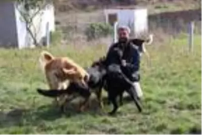 Köye yerleşerek, 'köpek oteli' kurdular Köye yerleşerek, 'köpek oteli' kurdular